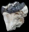 Large, Fossil Brontotherium (Titanothere) Molar - South Dakota #50800-2